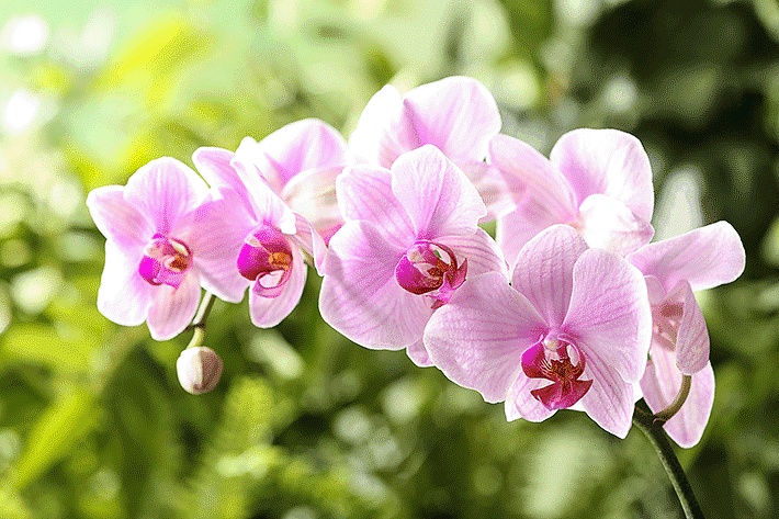 Orquídeas